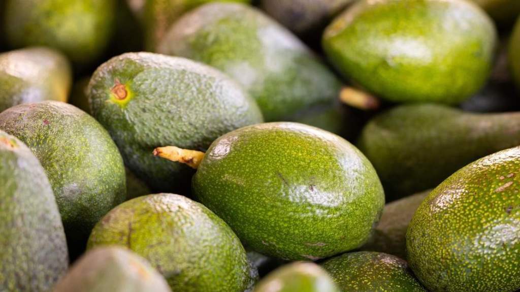 Cultivo de aguacate no se vincula a grupos criminales en Veracruz:&nbsp;SEDARPA