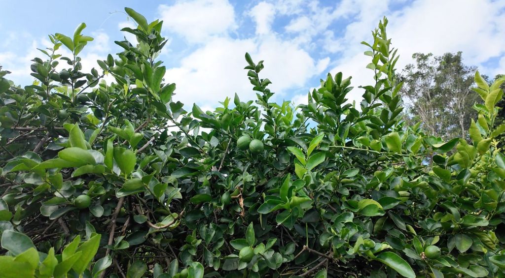 Descarta Sedarpa crisis en precio de limón&nbsp;persa