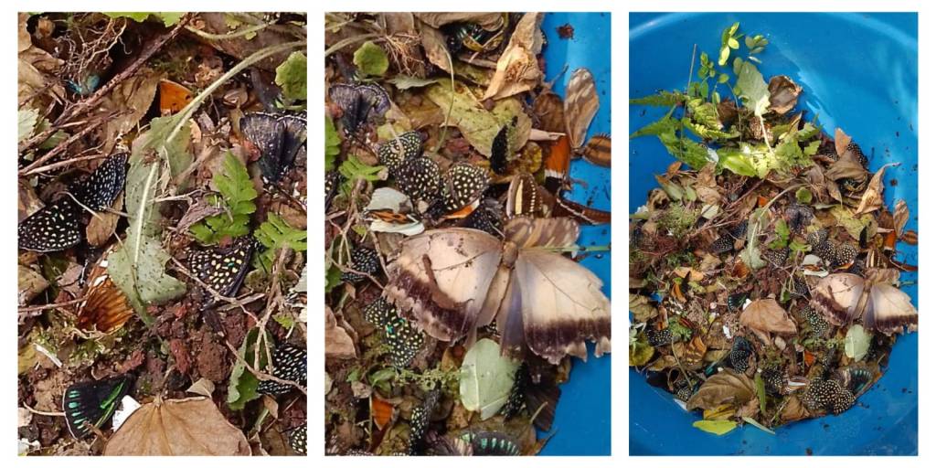 Acto de vandalismo en el mariposario del Jardín Botánico de&nbsp;Xalapa