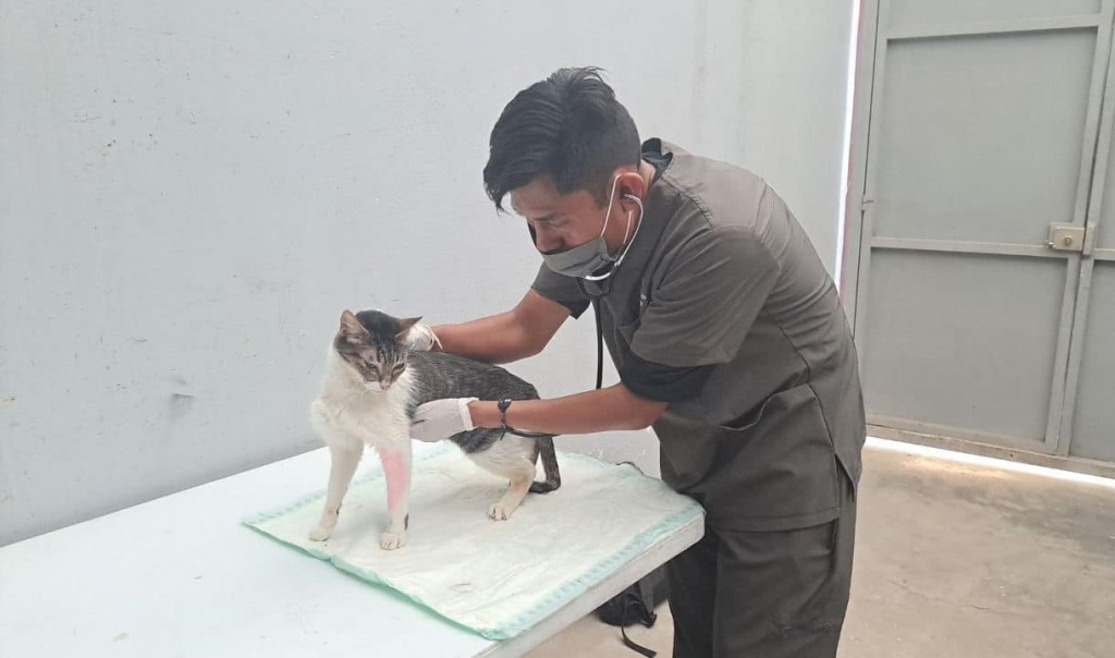 Gobierno y Fiscalía se coordinan para sancionar agresiones a seres&nbsp;sintientes