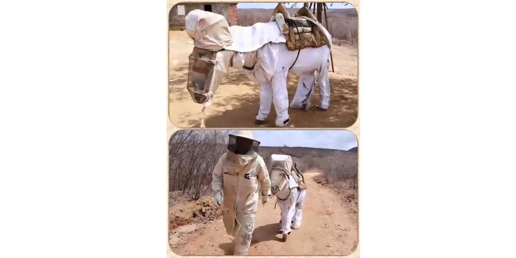 El es «Boneco» el burrito&nbsp;apicultor