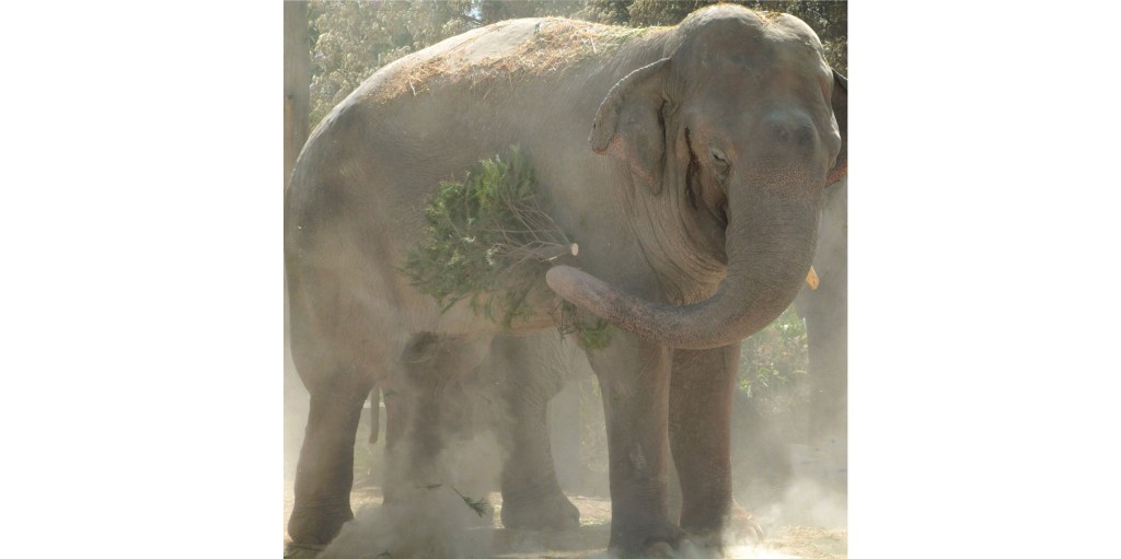 Estos son los centros de acopio para la campaña de reciclaje de árboles&nbsp;navideños