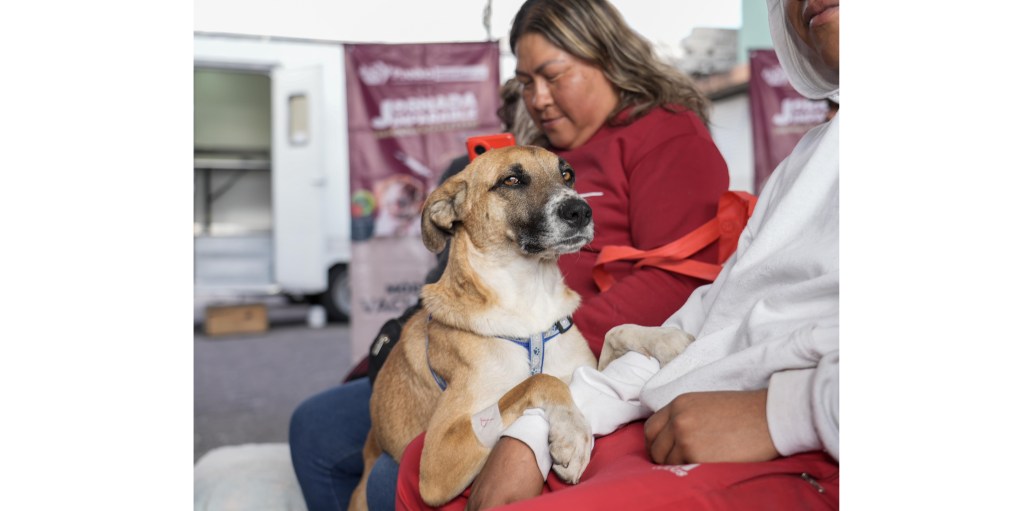 Se realizó jornada de bienestar animal en la colonia Revolución Mexicana