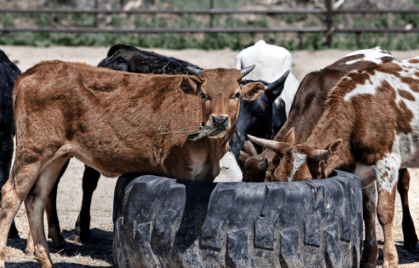 Casetas zoosanitarias del sur, rehabilitadas al 95 %: gobernadora Rocío&nbsp;Nahle