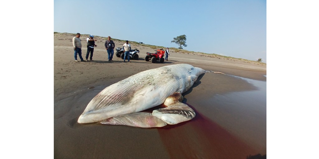 Encuentran a una ballena muerta en Nautla,&nbsp;Veracruz