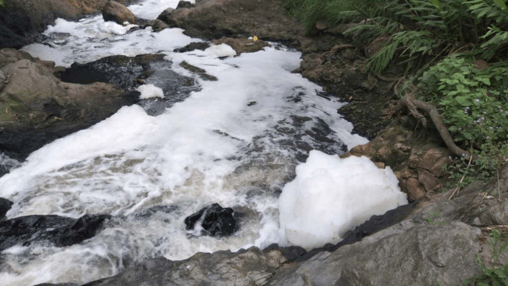 Ingenios y Granjas Carroll contaminan en&nbsp;Veracruz