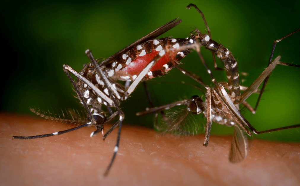 Arranca en Veracruz campaña intensiva contra el dengue: prevención y&nbsp;fumigación