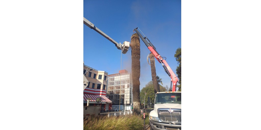 Gobierno de la Ciudad realiza intervenciones en palmeras en la Colonia La Paz y Avenida&nbsp;Juárez