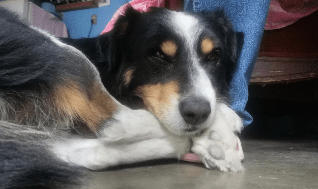 Acuerdan Gobierno estatal y 16 municipios cero tolerancia al maltrato&nbsp;animal