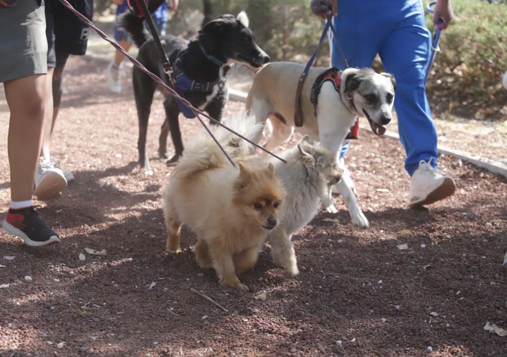 Caninata 2025: Puebla avanza con paso firme en el bienestar&nbsp;animal