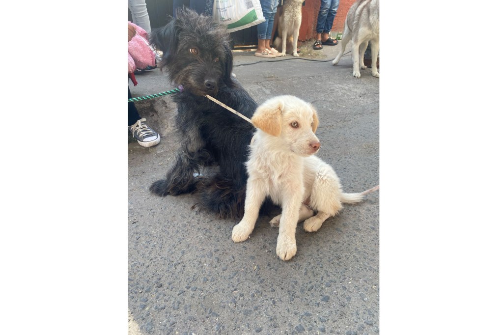 Realiza Gobierno de la Ciudad Jornadas de Protección Animal en Xonaca y la Colonia&nbsp;Historiadores