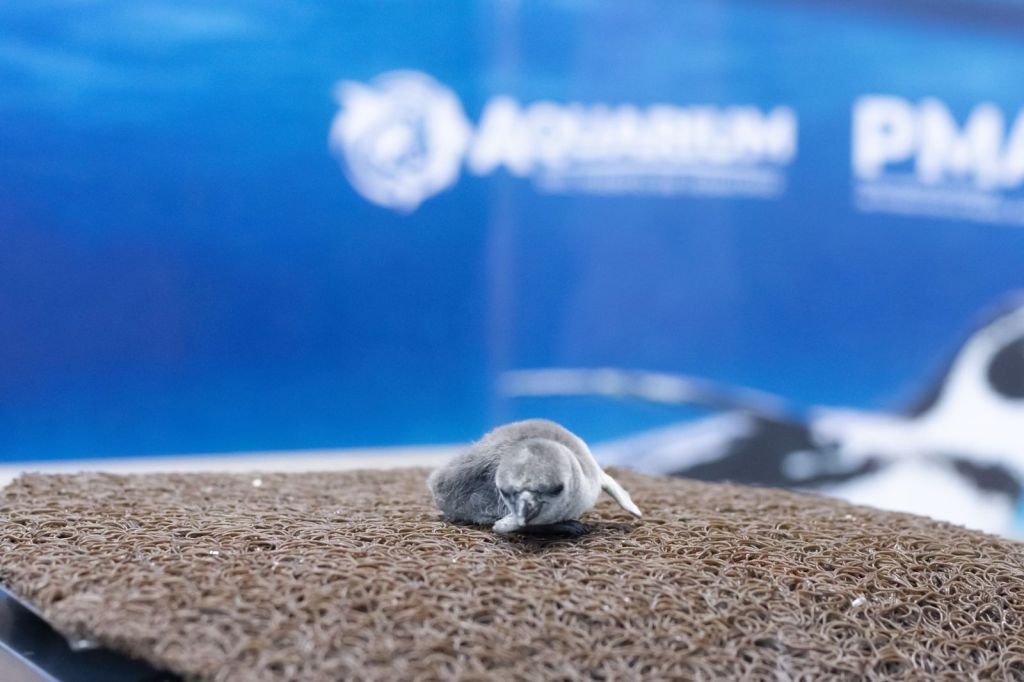 El Aquarium de Veracruz da la bienvenida a un nuevo&nbsp;integrante