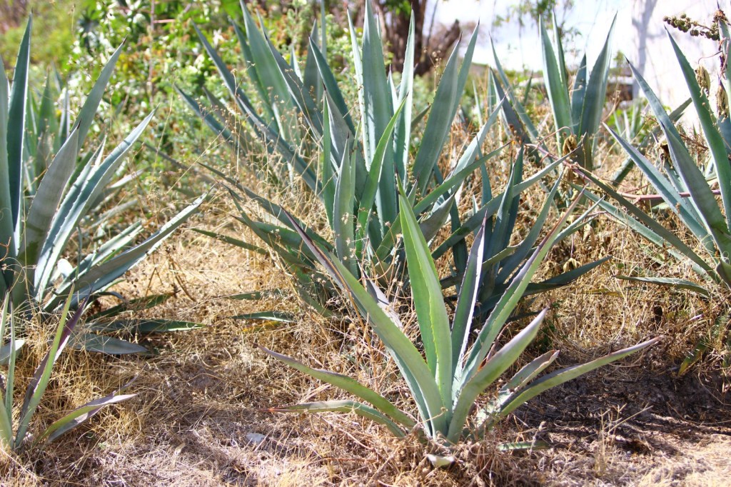 Impulsa Gobierno de la Ciudad tradición mezcalera con asesoría a&nbsp;productores
