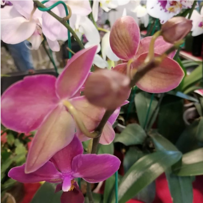 Festival Internacional de la Orquídea, este año dedicado a la&nbsp;vainilla