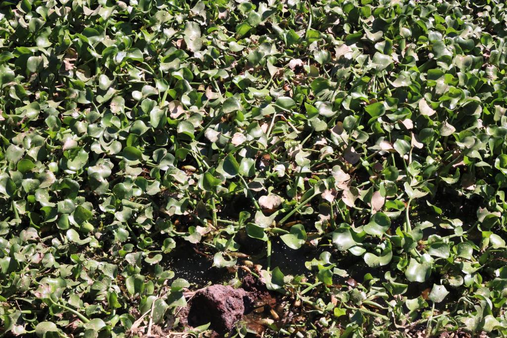 Fertipue: proyecto innovador que transformará el lirio del Lago de Valsequillo