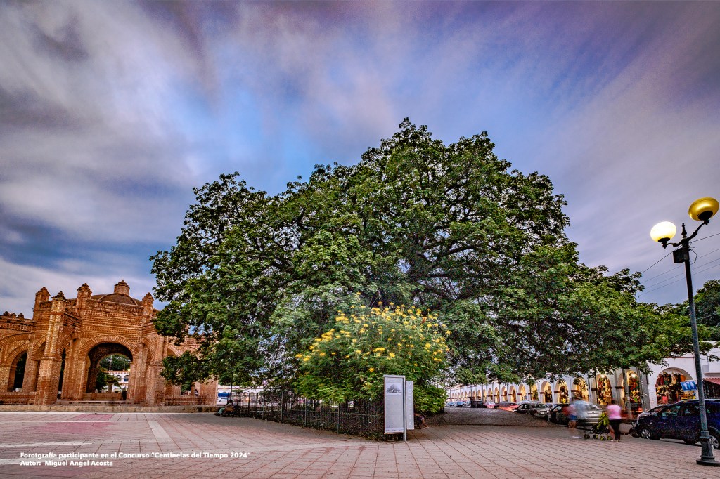 Reforestamos México Invita a Participar en la edición 2025 de «Centinelas del&nbsp;Tiempo»
