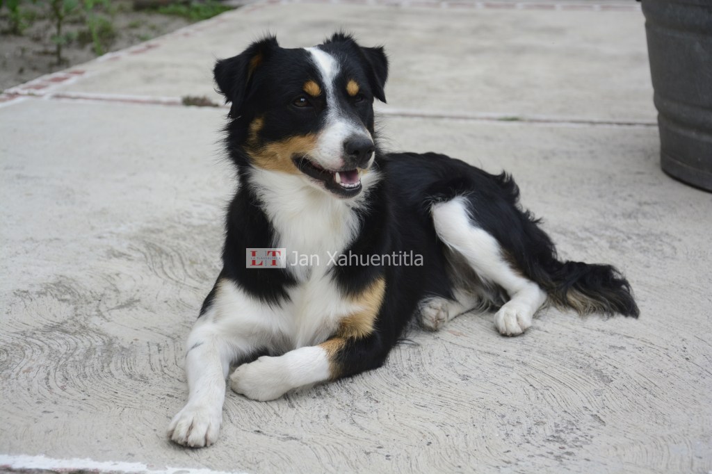 Gobierno de Armenta fortalece protección animal con visión humanista y&nbsp;bioética