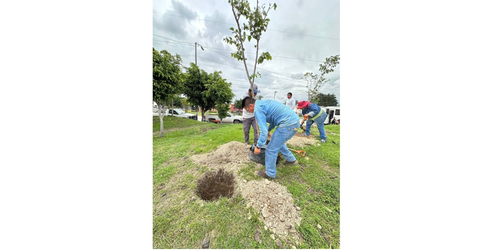 Refuerza Gobierno de la Ciudad acciones ambientales con dos jornadas de plantación de árboles en esta&nbsp;semana