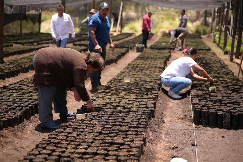 Gobernadora de Veracruz pone en marcha programa estatal Pulmones&nbsp;Verdes