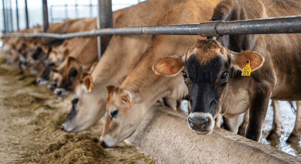 COMCEBÚ 2025, vitrina global del potencial ganadero&nbsp;veracruzano