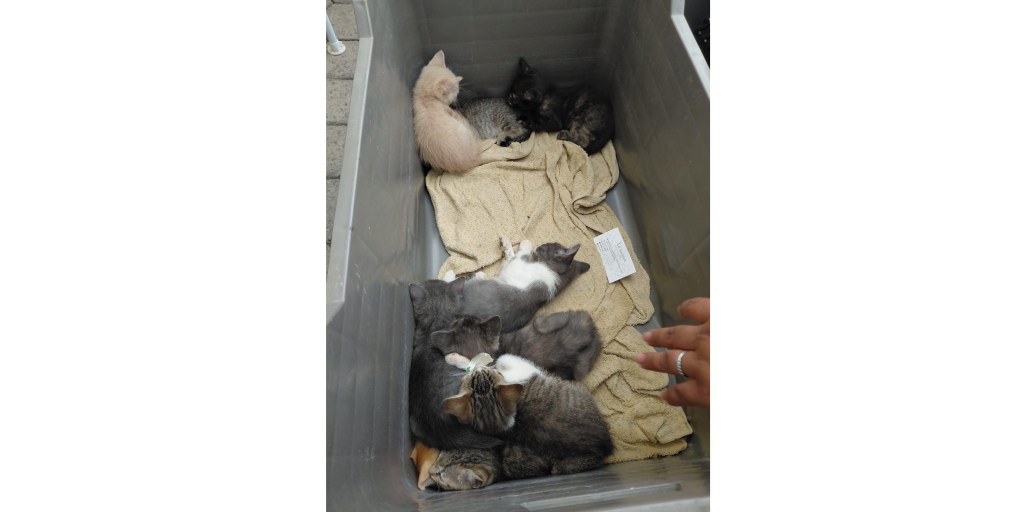 Acerca Gobierno de la Ciudad servicios de bienestar animal a colonias del&nbsp;municipio