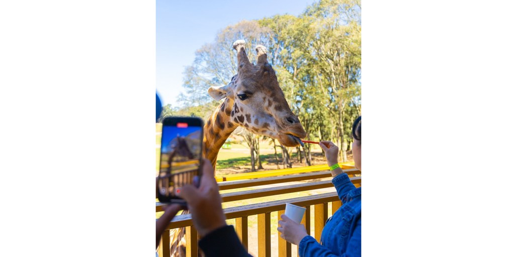 PEDIGREE® celebra sus 35 años en Bioparque México y tú estás invitado a la&nbsp;fiesta