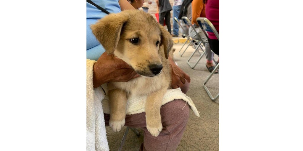 Promueve Gobierno de Pepe Chedraui Jornadas Gratuitas de Bienestar Animal en&nbsp;septiembre