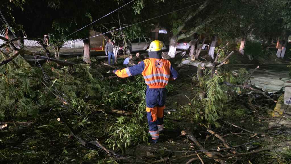 Atiende Gobierno de la Ciudad caída de árbol en Lomas del Mármol; descarta&nbsp;lesionados