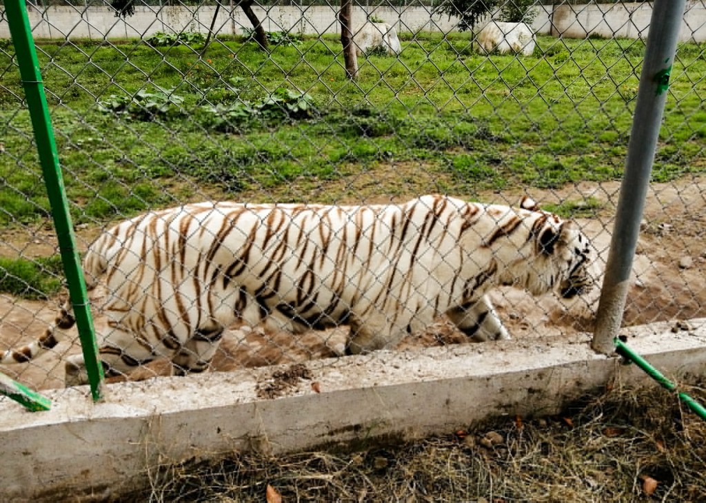 Hallan sin vida a tigre que se escapó de zoológico en&nbsp;Puebla