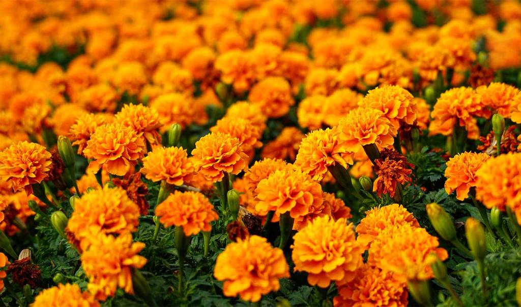 Cempasúchil: usos medicinales y agrícolas de la flor de Día de&nbsp;Muertos