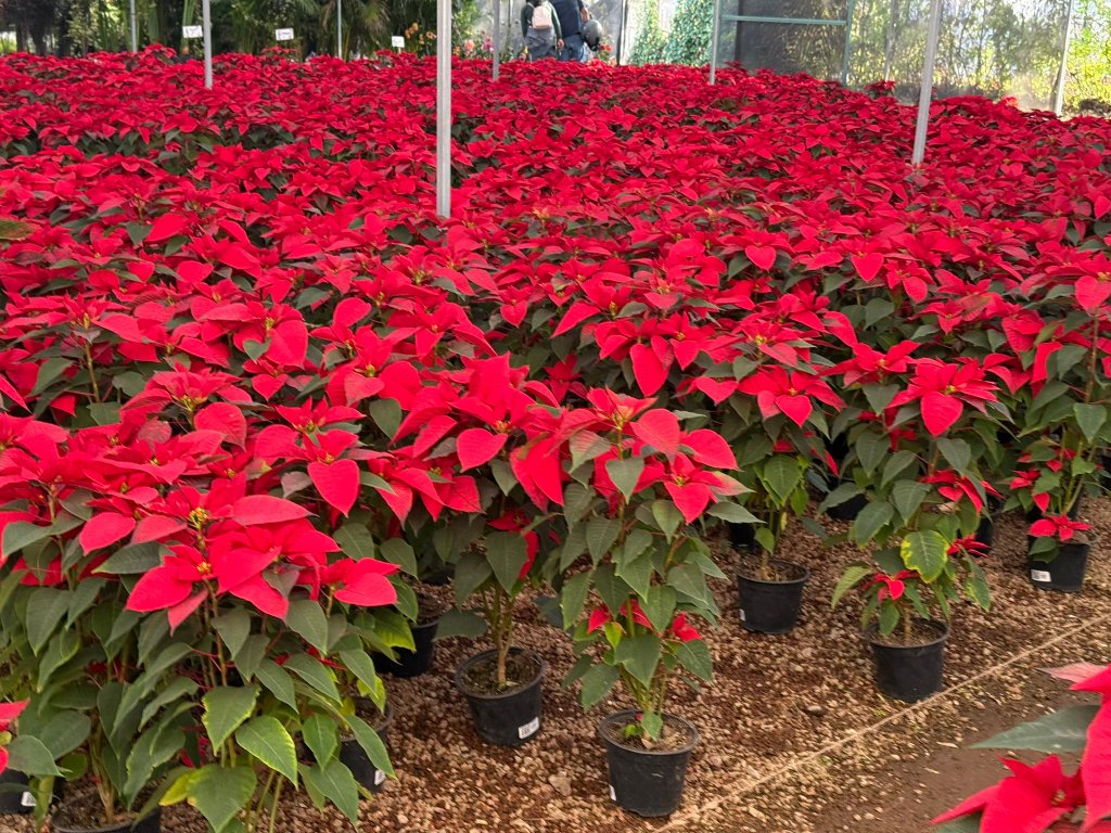 Gobierno de Puebla potencia producción de Nochebuena y consolida a Atlixco como líder&nbsp;nacional