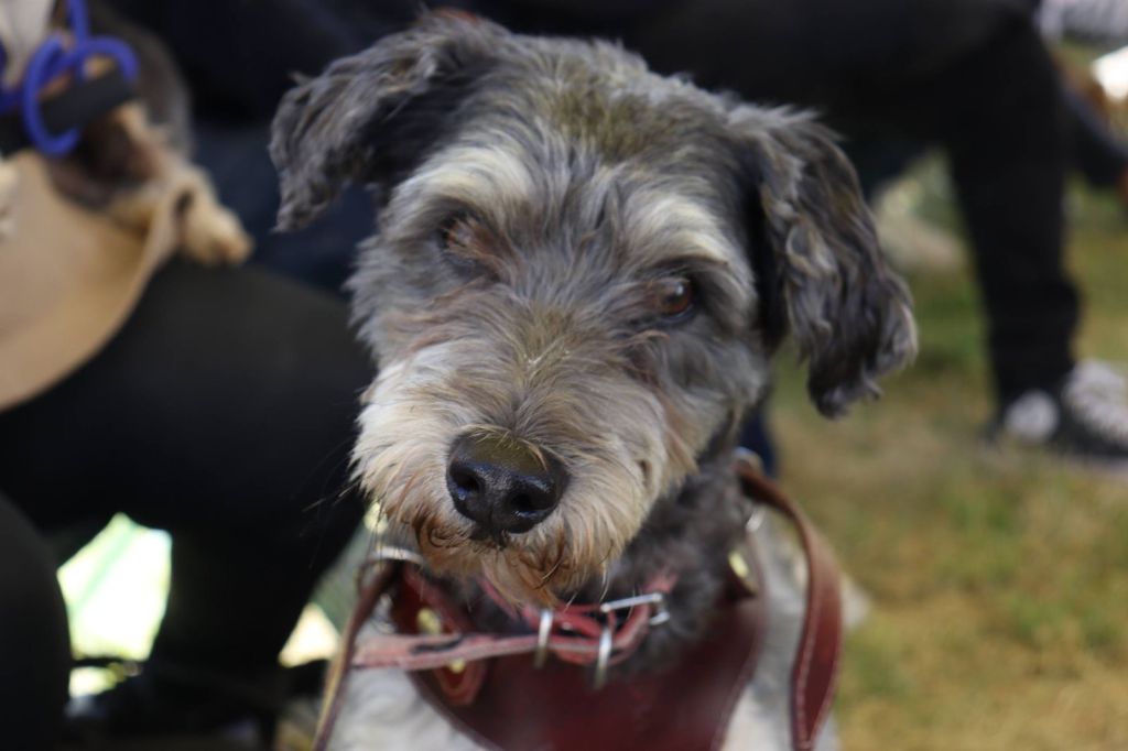 Continua Gobierno de la Ciudad acercando Jornadas de Bienestar Animal a más zonas de la&nbsp;capital